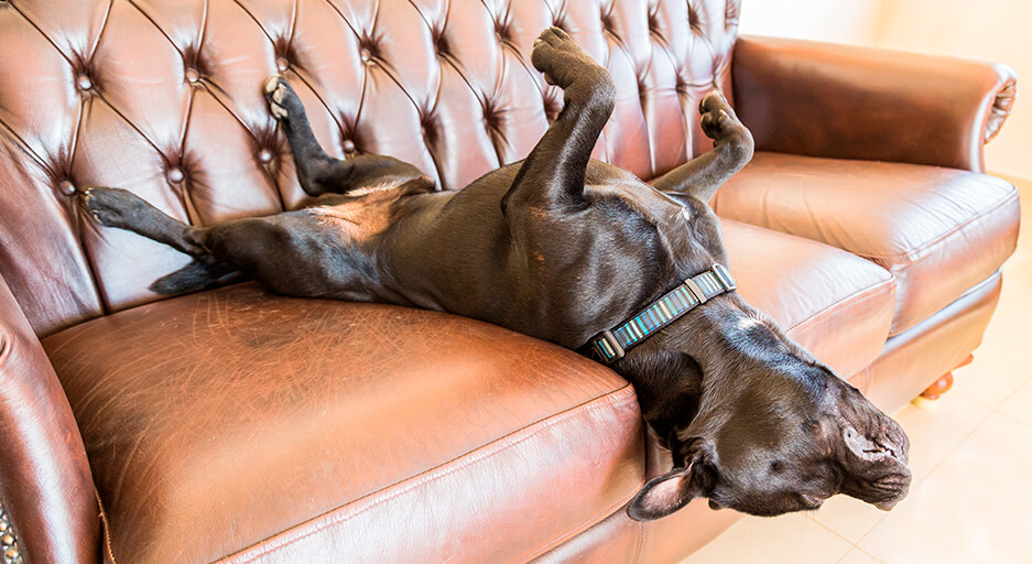 Black French bull dog laying on its back with head hanging down the brown chesterfield couch 